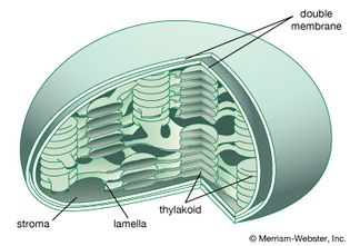 chloroplast