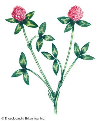 Red clover is the state flower of Vermont.