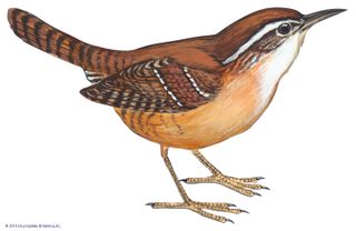 The Carolina wren is the state bird of South Carolina.