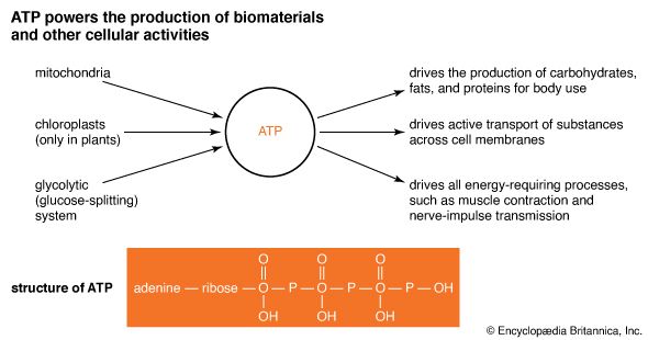 adenosine triphosphate; physiology