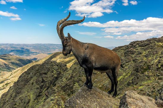 Pyrenean ibex