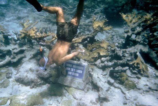 snorkeling in Buck Island Reef