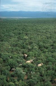 Addo Elephant National Park