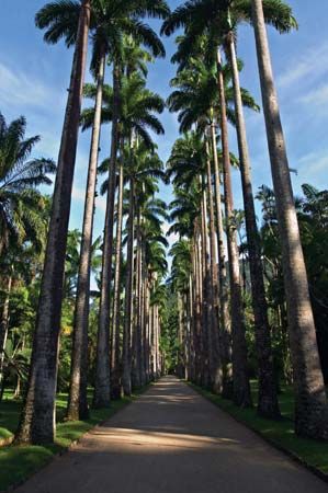 Botanical Garden of Rio de Janeiro