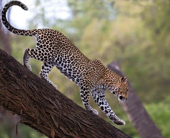 Leopard (Panthera pardus)