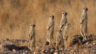 Struggles of jackals and meerkats in Namibia