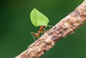 Worker ant