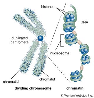 centromere and chromatids in cell division