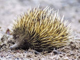 short-beaked echidna