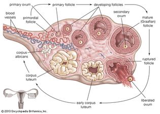 ovulation