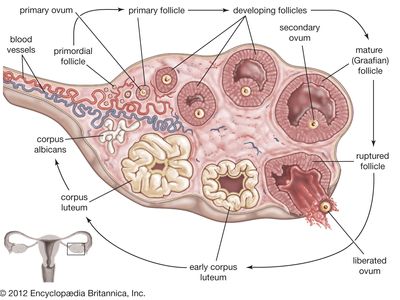 ovulation