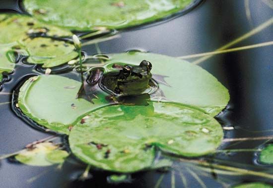 bullfrog on lilypad