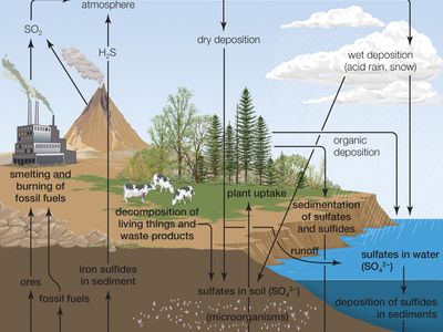 sulfur cycle