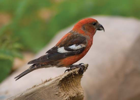 white-winged crossbill