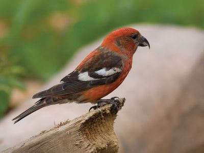 white-winged crossbill