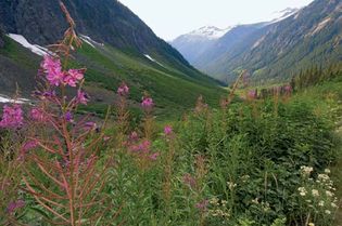 North Cascades National Park: wildflowers