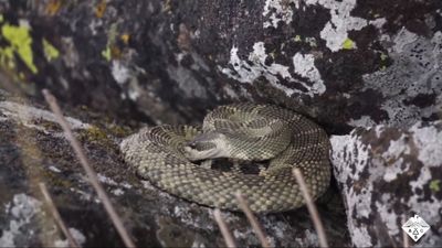 How rattlesnakes drink rain from their scales