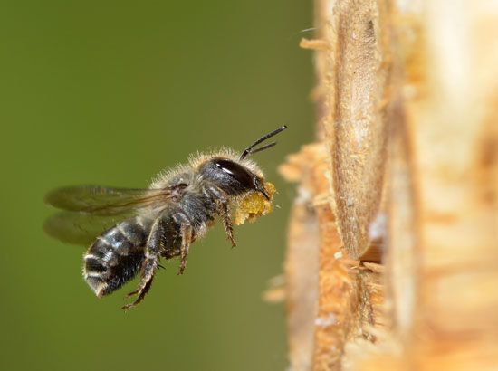 Blue mason bee