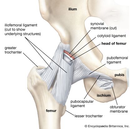 human hip and pelvis