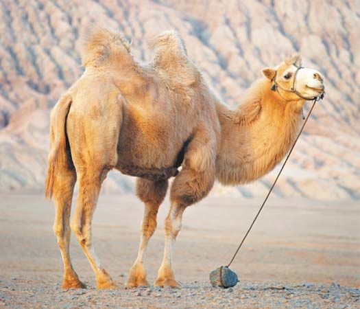 Bactrian camel