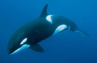 killer whale (Orcinus orca)