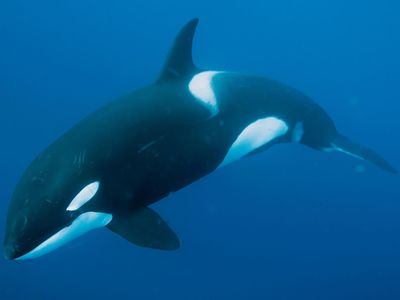 killer whale (Orcinus orca)