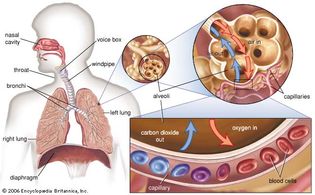 gas exchange in the lung