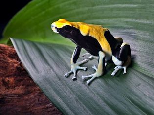 poison frog