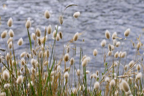 hare's-tail grass