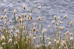 hare's-tail grass