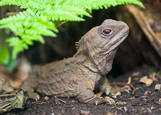 tuatara (Sphenodon punctatus)