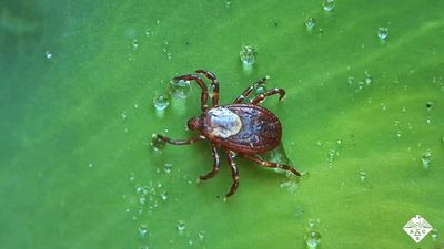 Learn how scientists are targeting the glands required for tick digestion to prevent the spread of disease