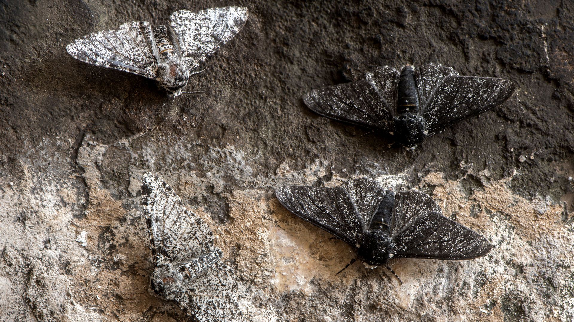 industrial melanism in peppered moths