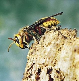 European hornet