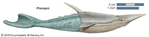 Pteraspis