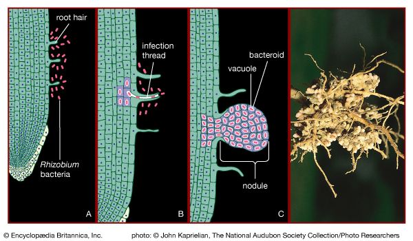 nitrogen fixation