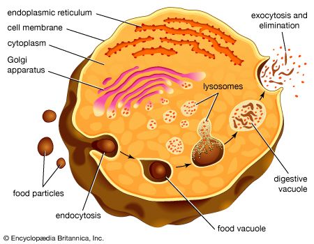 lysosome formation