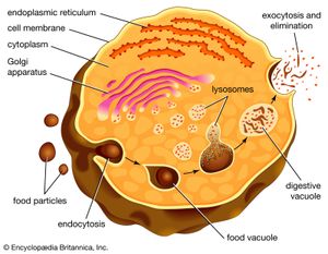 endocytosis and exocytosis