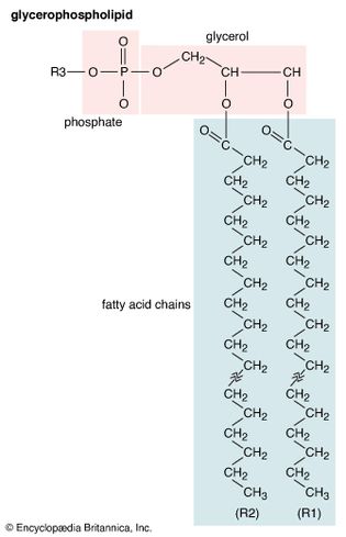 membrane lipids