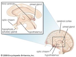 Ependymal cells called tanycytes have long processes that extend from the third ventricle to neurons and capillaries in nearby parts of the brain, including the pituitary gland and the hypothalamus.