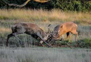 red deer