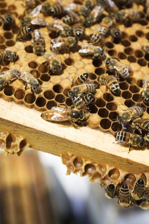 caste: honeybee queen and worker bees