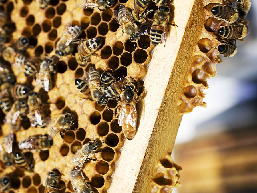 caste: honeybee queen and worker bees