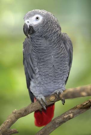 African gray parrot