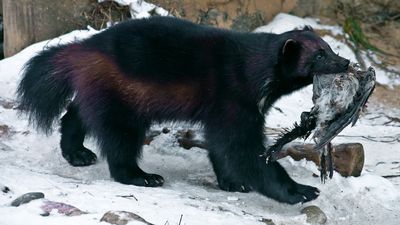 Wolverines and ravens: Finland's winter survival duo