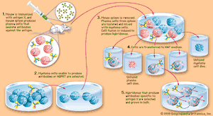 production of monoclonal antibodies