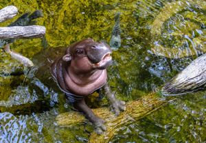 A pygmy hippopotamus in Liberia