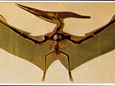 Image shows a Pteranodon skeleton.