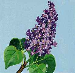 New Hampshire's state flower is the purple lilac.