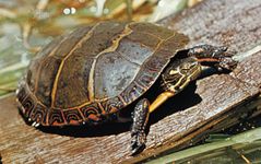 painted turtle (Chrysemys picta)